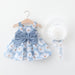 Chrysanthemum blue